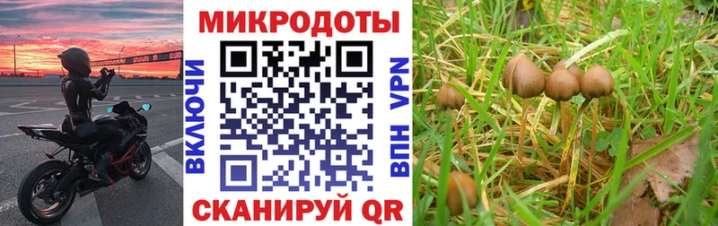 Купить закладки  Печора  Галлюциногенные грибы Psilocybe 